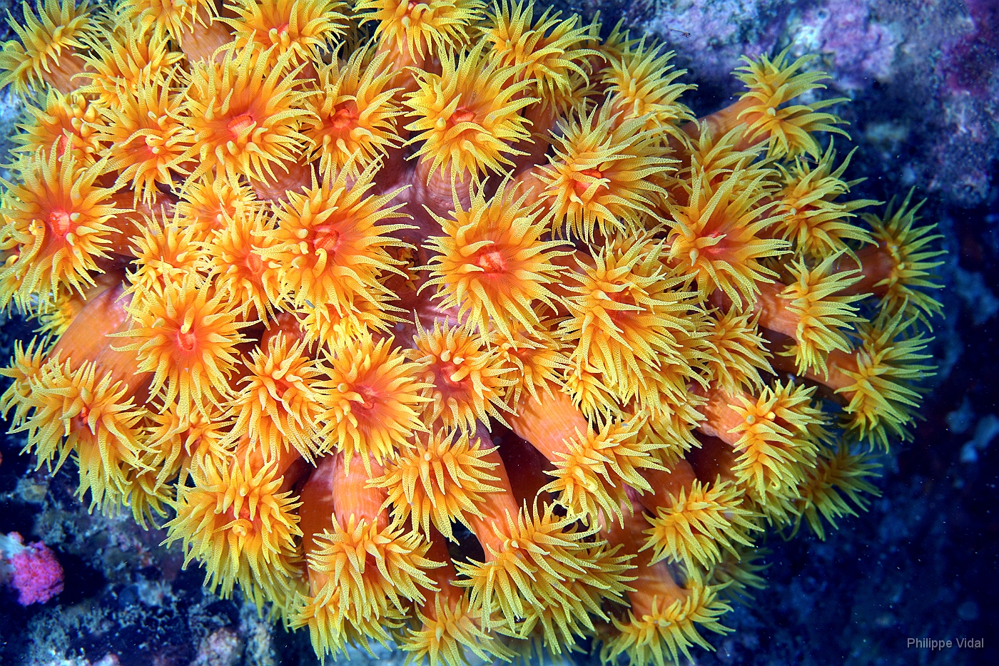 Birmanie - Mergui - 2018 - DSC02688 - Orange Sun Coral - Tubastree aurea - Tubastrea Aurea.jpg